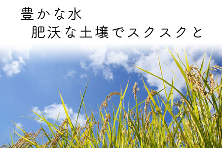 【令和7年産・新米】（白米）【4ヶ月連続お届け】 ワンランク上の特別栽培米 コシヒカリ匠 4㎏ × 4回 計16㎏栽培期間中農薬不使用 / コシヒカリ こしひかり 白米 お米 [I-2906_01]