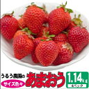 【ふるさと納税】いちご 2023年12月より発送 うるう農園のあまおう サイズ色々4パック 約1.14kg※配送不可：離島　【 果物 フルーツ デザート 食後 特別栽培 福岡県産 国産 日本産 】　お届け：2024年12月中旬～2025年3月末