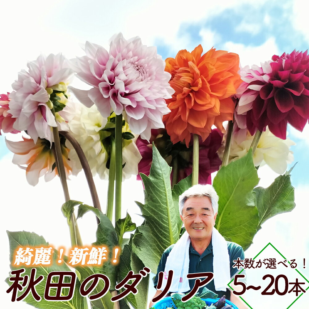 【ふるさと納税】【本数が選べる！】新鮮！綺麗！秋田のダリア 5～20本　【50P7804・100P7811・200P7801】 秋田県 大館市 東北 ギフト 贈答品 プレゼント 送料無料 花 こだわり ひない渡辺農園しどけ村