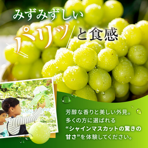 【先行受付】信州産 シャインマスカット 2房（約1㎏）｜ふるさと納税 松本市 シャインマスカット 果物 フルーツ 種なし 皮ごと 信州産 果肉 美味しい 人気 長野県