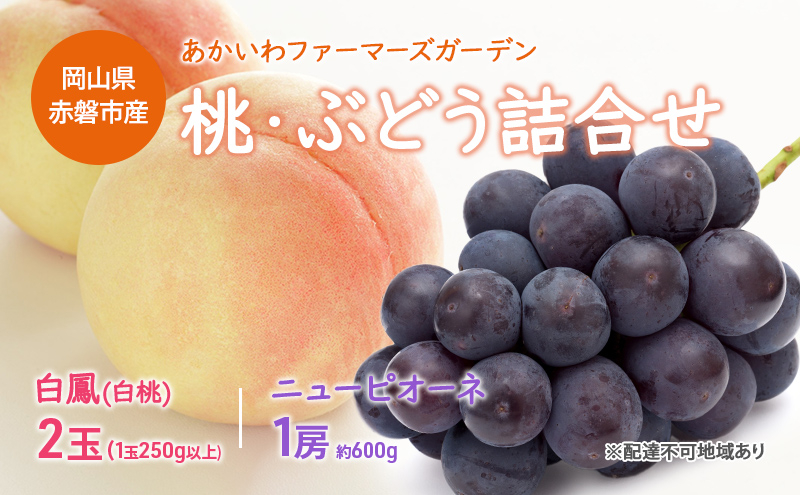 
桃 ぶどう 詰合せ 2024年 先行予約 白桃 白鳳 2玉（1玉250g以上） ニュー ピオーネ 1房 約600g 岡山県 赤磐市産 フルーツ 果物 あかいわファーマーズガーデン
