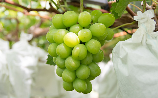 シャインマスカット＆クイーンニーナ 2.2kg 食べ比べセット 西都産完熟ぶどう＜2-3＞