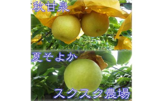 
                  秋甘泉・夏そよかセット 秀品 2.5kg箱【スクスク農場】
                