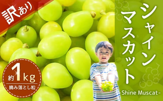 【訳あり品】福岡県産シャインマスカット