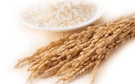 令和6年産米 鏡石町産天のつぶ精米10kg  F6Q-316