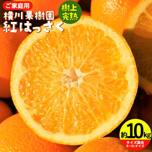 【ふるさと納税】【先行受付】樹上完熟 紅はっさく 約10kg S〜3L 家庭用 サイズ混合 横川果樹園 《2026年4月上旬-5月上旬頃出荷》 和歌山県 日高川町 みかん 完熟 柑橘 フルーツ 八朔 はっさく 送料無料