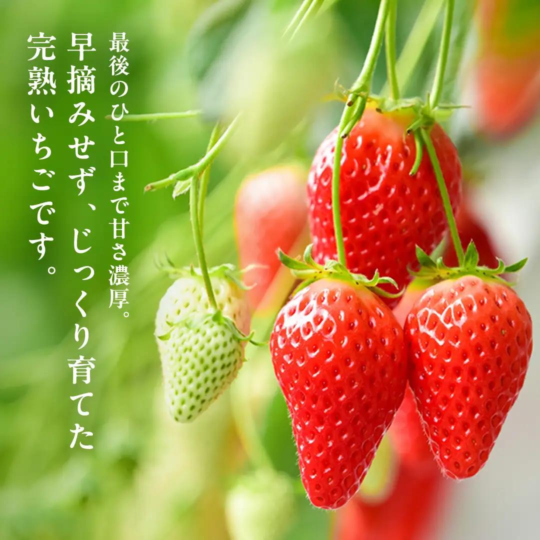 《 2027年 収穫分 》全2回 定期便 完熟 いちご 2パック × 2回 合計 4パック KEK 国産 かおり野 とちおとめ やよいひめ 国産 いちご イチゴ 苺 くだもの 果物 フルーツ 冬 春 