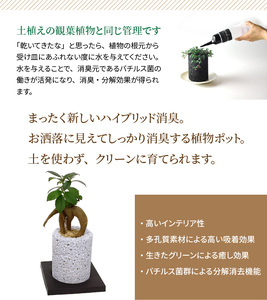 S060-085A_エコ・ポチ シリンダー　白 ガジュマル / 観葉植物 インテリア グリーン ガジュマル