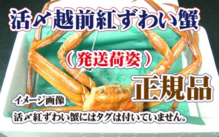 活〆越前 紅ずわいがに × 1杯 旨味満載！！【9月発送分】【浜茹で 紅ズワイガニ 紅ずわい蟹 かに カニ 蟹 姿 ボイル 冷蔵 福井県】希望日指定不可 [e37-x001_09b]