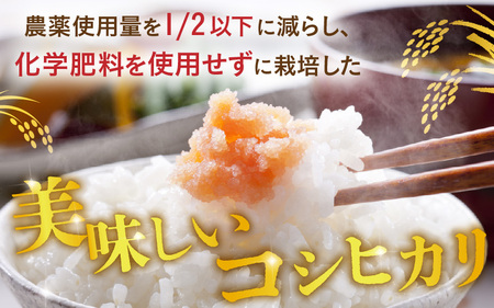 令和7年産 特別栽培米 コシヒカリ匠 4kg（2kg×2袋） 節減対象農薬当地比5割減【玄米】お米 コシヒカリ [A-2992_02]