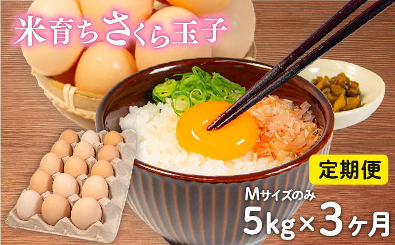 
            定期便 卵 5kg × 3ヶ月 割れ補償 5個 Mサイズ のみ 約 80個 × 3回 定期便 国産 米育ち さくら玉子 さくら卵 鶏 さくら コク 濃い 卵黄 風味 とれたて 生 たまご 地産地消  国産鶏 玉子 産みたて 新鮮 黄身 卵 かけ ご飯 たまご かけ ごはん 玉子 丼  卵 焼き すき焼き 目玉 焼き 玉子 スープ 茶碗蒸し ゆで たまご サンド 大容量 滋賀県 竜王町
          