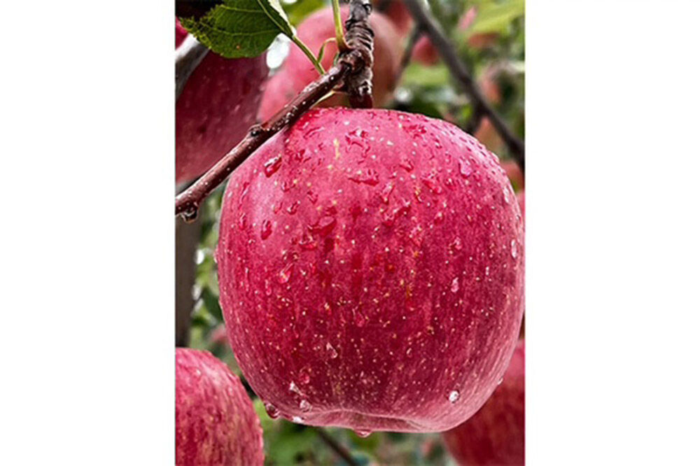 【26年12月発送】りんご サンふじ【秀】家庭用 約3kg 小山内農園【先行予約】 [先行受付 サンふじ りんご 青森りんご 果物 フルーツ デザート 食後 青森県 弘前市]