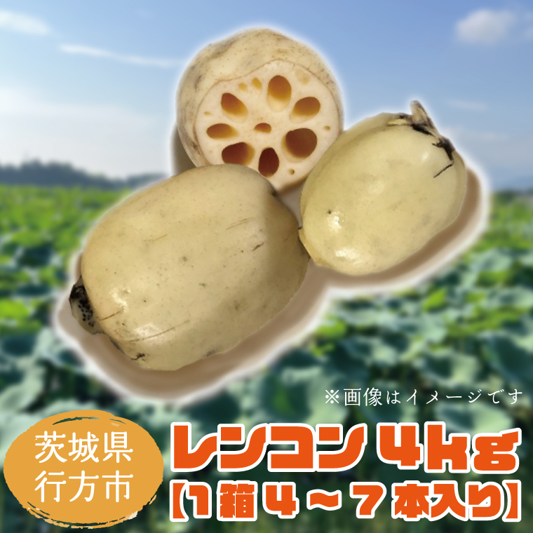 【先行予約】【2026年9月より順次発送開始】レンコン　約4kg｜茨城県 行方市 ふるさと納税 蓮根 レンコン 野菜 やさい(EG-1)