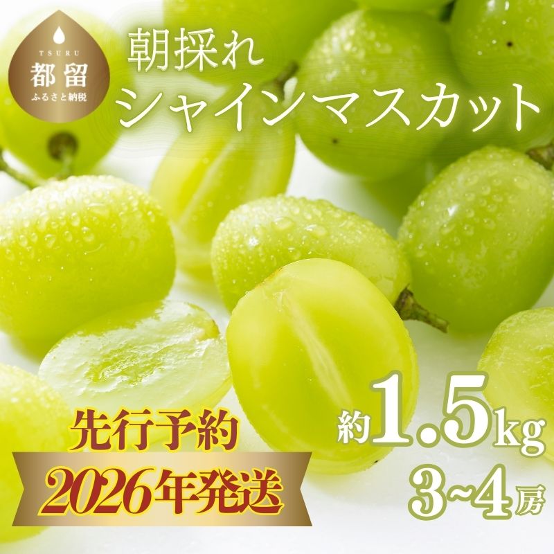 【2026年先行予約】　シャインマスカット約1.5kg（3~4房）|マスカット シャインマスカット 山梨 ブドウ ぶどう 葡萄 先行予約