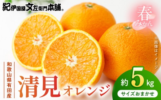 
                  清見オレンジ [約5kg] 和歌山県有田産 春みかん (果実サイズおまかせ) 春みかん 紀伊国屋文左衛門本舗_V7026
                