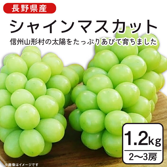 【ふるさと納税】2701 長野県産シャインマスカット1.2kg（2～3房）【2025年9月中旬頃発送予定】