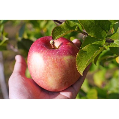 【25年12月出荷予定】平均糖度13度以上! 葉とらずサンふじ 約10kg おもてなし用【配送不可地域：離島・沖縄県】【1612856】