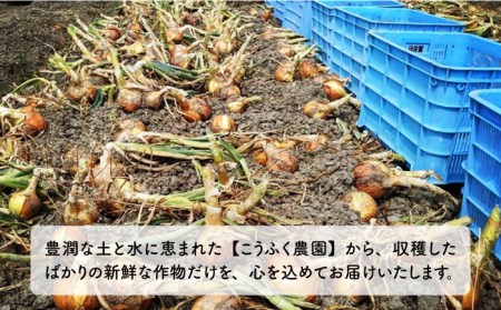 【先行予約】【こうふく玉でハッピーをお届け】佐賀県江北町産 新玉ねぎ 10kg【こうふく農園】 [HBA002]たまねぎ 新たまねぎ 早生 野菜 春野菜