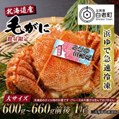 ふるさと納税 白老町 【浜ゆで自社タグ付】北海道産ボイル毛ガニ600g〜660g前後×1尾