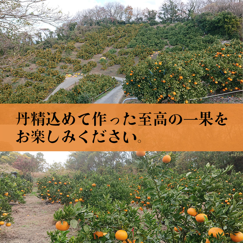 【2027年4月中旬から発送】南津海・カラマンダリン約2.5キロ 大中小サイズ混合 家庭用B品合 | 柑橘 松山市産ミカン みかん 果物 くだもの ミカン 蜜柑 フルーツ おすすめ 小玉みかん お取り