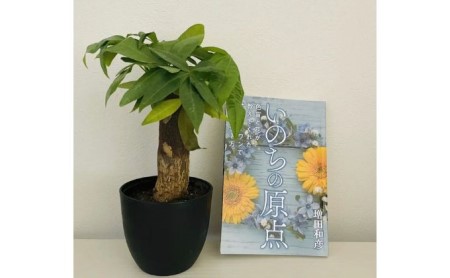 観葉植物 鉢植え amazon ベストセラー 著作本「いのちの原点」読者特典 動画視聴サービス付