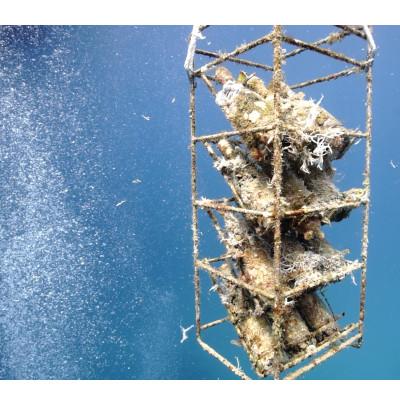 ふるさと納税 瀬戸内町 tlass-20252ndEdition-海底熟成ワイン白・赤・スパークリング750ml×3本 |  | 01