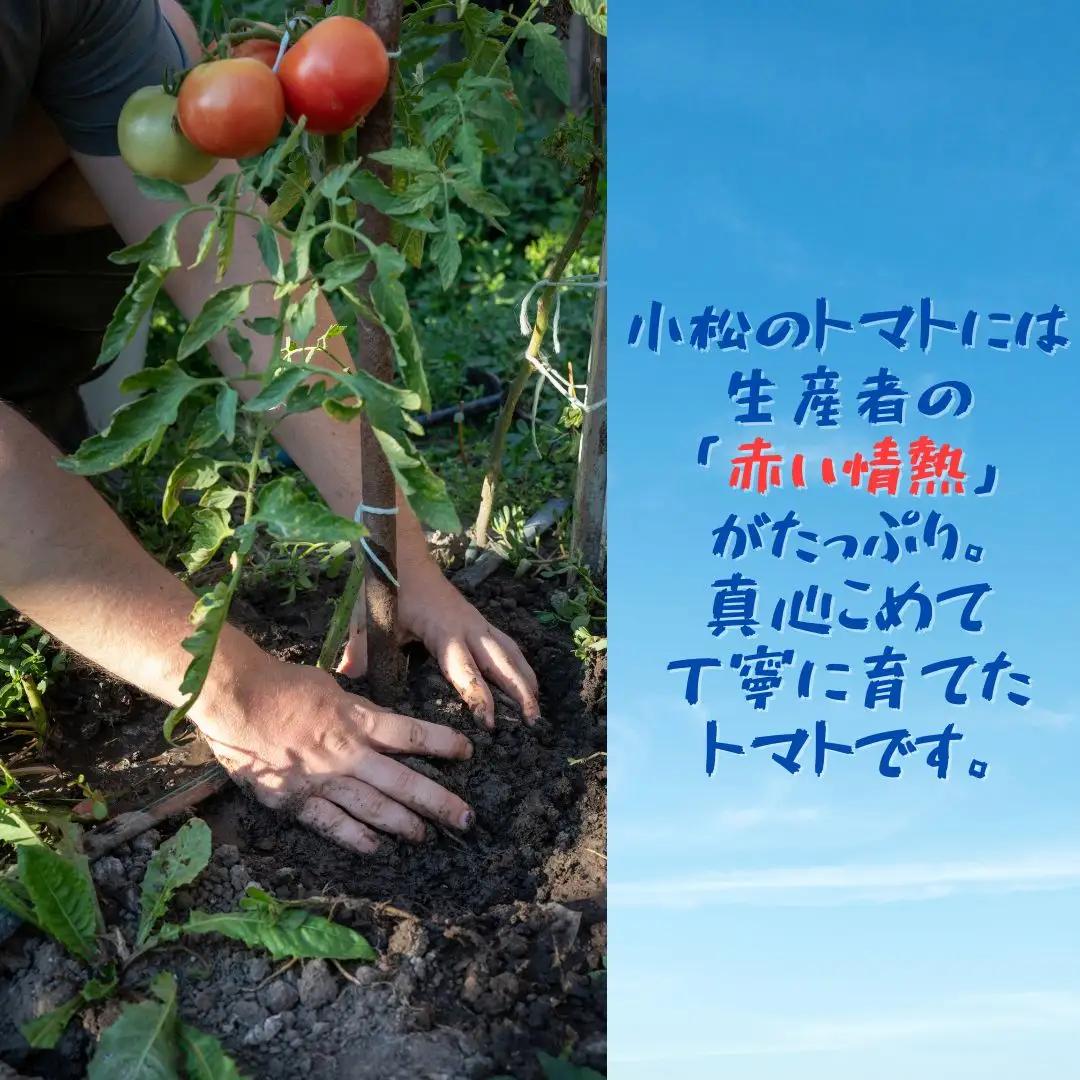 春トマト  20玉～24玉（約4kg）小松産 野菜 春とまと | 石川県 小松市【JAあぐり】
