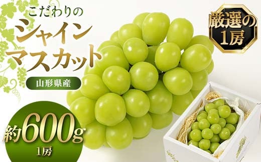 
            【先行予約（2025年9月より順次発送）】【厳選の1房】こだわりの シャインマスカット 約600g 山形県産 FSY-2087
          