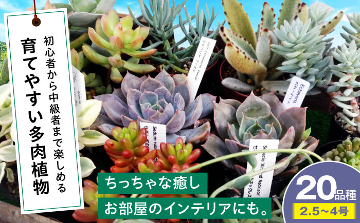 
            多肉植物 20品種20鉢セット 植物 観葉植物 セット 詰め合わせ 初心者 中級者 上級者 育てやすい インテリア 鑑賞 部屋 小さめ 簡単 手軽 グリーン カスタム おしゃれ 癒し おまかせ 植木鉢 植木 苗 室内 ガーデニング プランター 多種 20種 置くだけ 趣味 インドア 自然 落ち着く 三次市/園芸王国パスタイム [APCJ002]
          