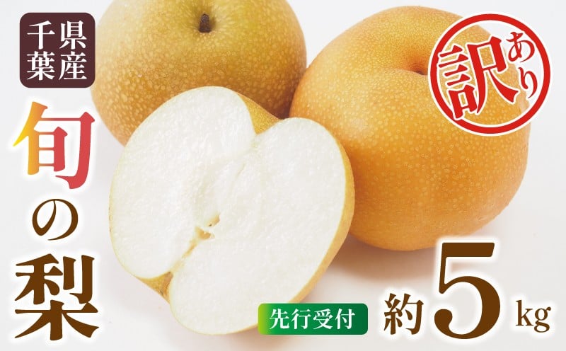 
            【2026年先行予約】 梨 訳あり 約 5kg 7玉～14玉 千葉 品種おまかせ 豊水 あきづき 新高 等 果物 果実 くだもの フルーツ なし 旬の梨 和梨 セット 訳アリ 2026 国産 千葉県産 千葉産 家庭用 ふるさと納税 産地 送料無料 千葉県 旭市 齋藤園 ste005
          