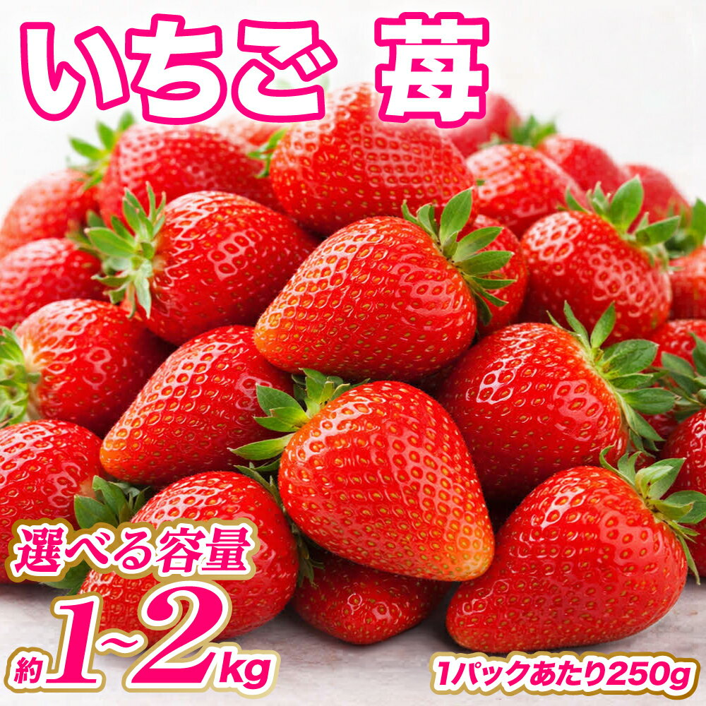 【ふるさと納税】【先行予約】【選べる内容量】 いちご 約1kg〜2kg イチゴ 苺 果物 くだもの フルーツ 旬 ジャム スムージー スイーツ 熊本県 八代市 送料無料 【2027年1月上旬より順次発送】