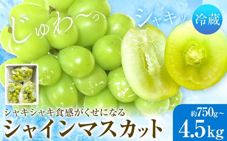 
                  シャインマスカット 選べる 1房 2房 3-4房 6-7房 7-8房 750g 1kg 1.5kg 2kg 4.2kg 4.5kg タンポポ農園《2026年9月上旬-10月下旬頃出荷》送料無料 岡山県 浅口市 フルーツ マスカット ぶどう 果物 贈り物 秋 冷蔵
                