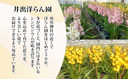 湘南の洋蘭 シンビジウム 3~4本 色の指定不可 シンビジューム Cymbidium 蘭 ラン らん 花 お花 生花 ピンク 黄色 白 インテリア ギフト 贈り物 神奈川県 寒川町