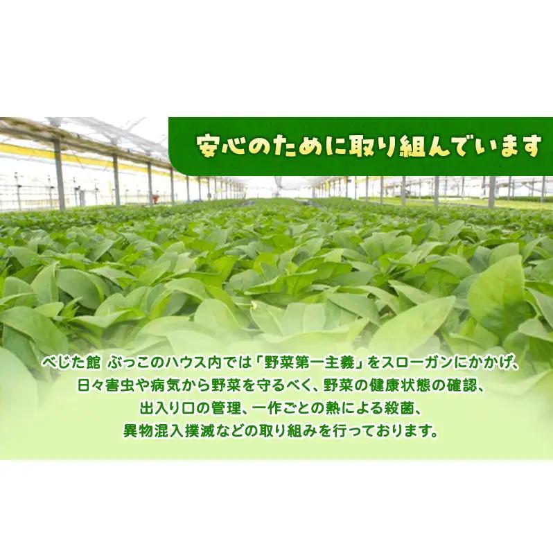 サラダほうれん草 22袋 野菜サラダセット 詰め合わせ ほうれんそう ホウレン草 新鮮 産地直送 大容量 業務用 まとめ買い 野菜セット ギフト 詰合せ 常備野菜