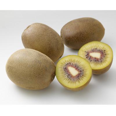 ふるさと納税 さぬき市 訳ありさぬきエンジェルスイートキウイ　約1.5kg