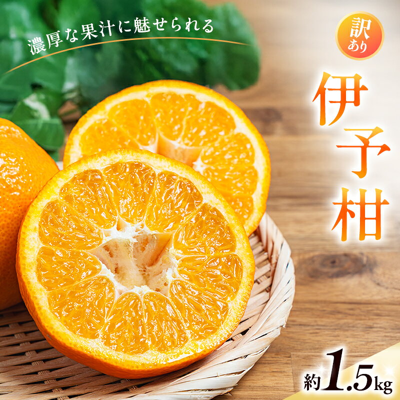 【ふるさと納税】いよかん約1.5kg　ご家庭用訳あり伊予柑 東温市産 サイズお任せ 今が旬 農園直送 みかん 人気 数量限定 先行予約 柑橘 蜜柑 ミカン 愛媛みかん かんきつ 国産 愛媛県　お届け：2027年1月下旬～2月下旬