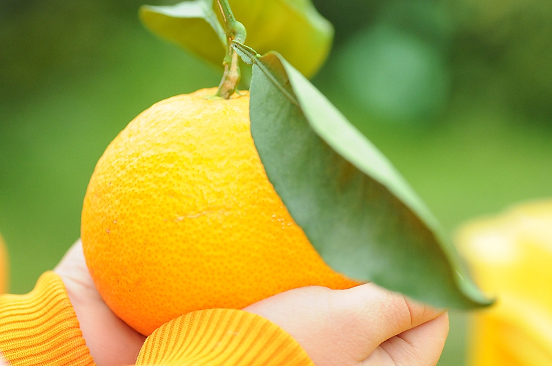 清見オレンジ7.5kg(M・L・２L・３Lサイズおまかせ)《赤秀》和歌山県より農園直送！まごころ産直みかん【北海道・沖縄県・一部離島 配送不可】みかん　きよみ　清見タンゴール　きよみ　清美　贈答