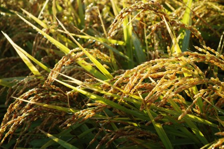 令和7年産 つがる市産「津軽のひとめぼれ」10kg｜2025年産 青森県 津軽 お米 白米 米 コメ こめ ひとめぼれ 精米 新米 [0894]