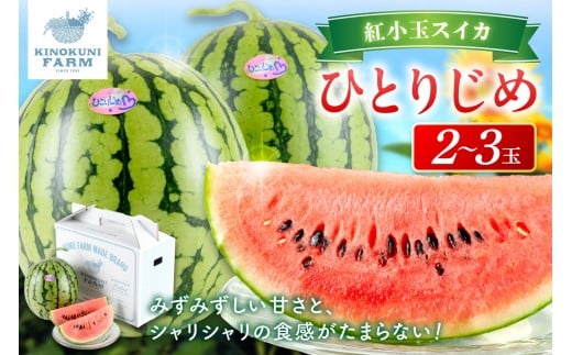 自農園産　紅小玉スイカ「ひとりじめ」2～3玉≪先行予約≫2026年6月中旬から順次発送【 配送不可地域：北海道・青森・秋田・岩手・沖縄・離島】果物 くだもの フルーツ 期間限定 すいか 小玉すいか 小玉スイカ 西瓜 贈答 贈り物 シャリシャリ みずみずしい