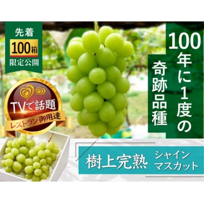 2027年発送先行受付【市場に出回らない】ギリギリまで完熟『樹上完熟シャインマスカット』約2kg【配送不可地域：離島】【1659951】
