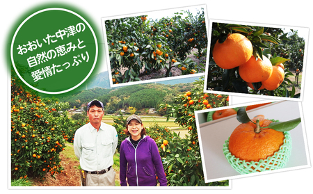 紅モンスター マコポン玉 贈答用 12玉 | フルーツ 果物 くだもの 果実 柑橘 柑橘類 まこぽん マコポン オレンジ ゼリーオレンジ 不知火 国産 中津市産 産地直送 大分県 中津市