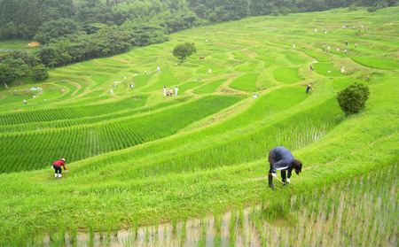 【棚田保全支援】大山千枚田の天水田育ち『棚田米』定期便 ５kg×10カ月《精米》　[0167-0002]