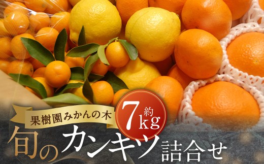 N23x1 果樹園みかんの木の旬のカンキツ詰合せ 7kg みかん いよかん ぽんかん ポンカン はるか 不知火 しらぬひ デコポン でこぽん 温州みかん 完熟みかん 産地直送 詰め合わせ 佐賀県 太良町  【2027年1月上旬-5月上旬発送予定】