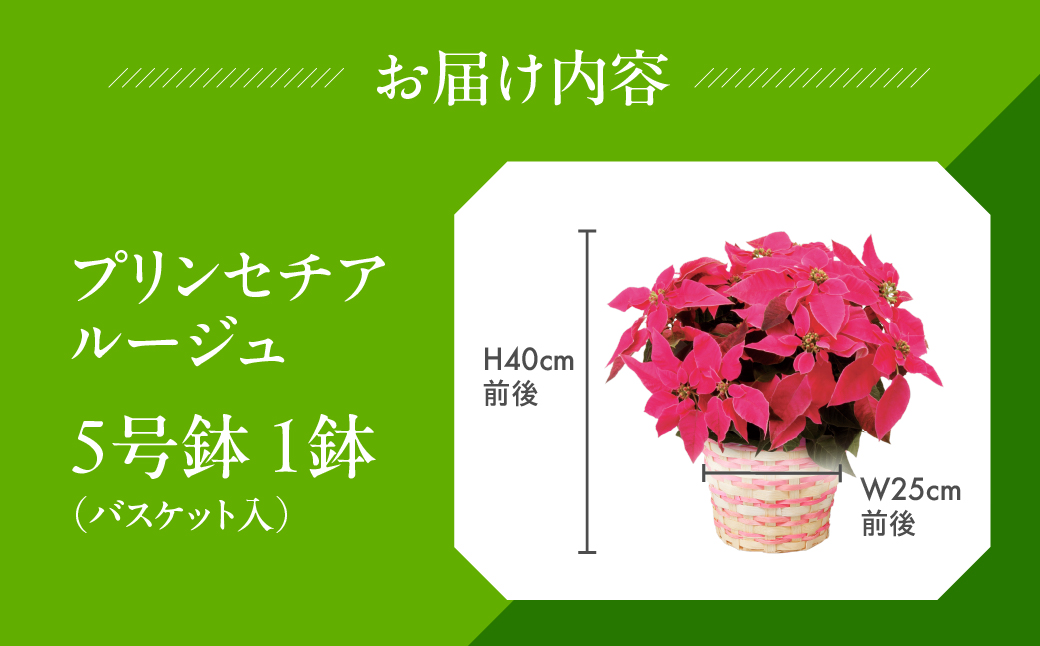プリンセチア ルージュ 観葉植物 植物 5号鉢 人気 おしゃれ かわいい お手入れ 室内 大鉢 中型 インテリア リビング 玄関 寝室 キッチン オフィス プレゼント ギフト 冬 クリスマス フラワー