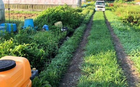 【先行予約】有機栽培ミニトマト 900g 6月～順次配送 ミニトマト