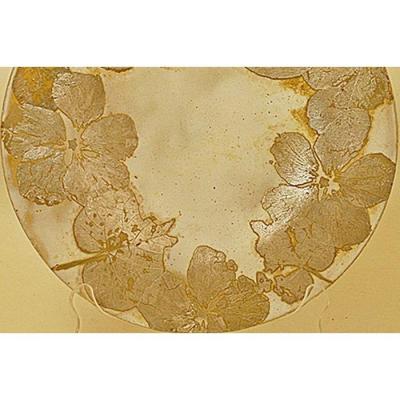 ふるさと納税 恩納村 つづるガラスアート　ゆうなの花-HAKU-特大大皿　吉田栄美子作 |  | 03