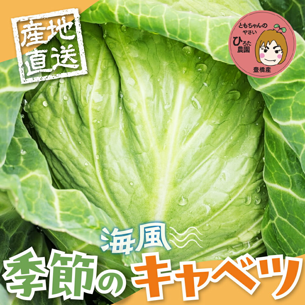 【ふるさと納税】旬のキャベツ 【選べる玉数】2玉 6玉 12玉 | 1回お届け 定期便 ミネラルたっぷり 海風そだち 潮風 豊橋 国産 家族で 大容量 ともちゃんのやさい 大人気！ 愛知県 豊橋市 安心野菜 キャベツ 冬キャベツ 春キャベツ 初夏キャベツ