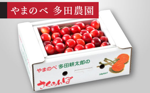 
            《先行予約》2025年 山形県産 紅さやか バラ詰め(パック）500g M～L やまのべ多田耕太郎のさくらんぼ サクランボ F21A-393
          