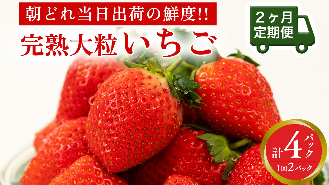
            【 2ヶ月 定期便 】完熟 いちご 2パック 先行予約 大粒 イチゴ 苺 フルーツ 果物 [AF099ci]
          