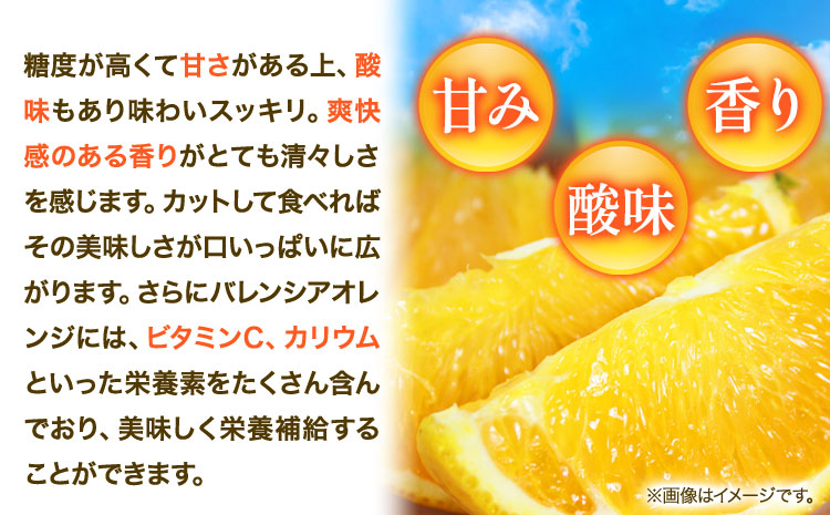 【秀品】※先行予約※希少な国産バレンシアオレンジ 約2.5kg 株式会社 魚鶴商店《2026年6月下旬頃～7月上旬頃出荷》和歌山県 日高川町 オレンジ 柑橘 フルーツ 果物
